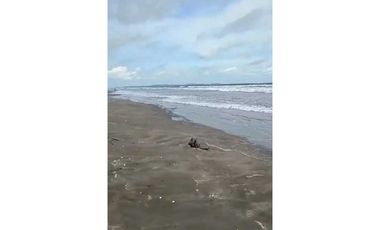 VENDO UNA HECTAREA DE PLAYA EN DERECHO POSESORIO