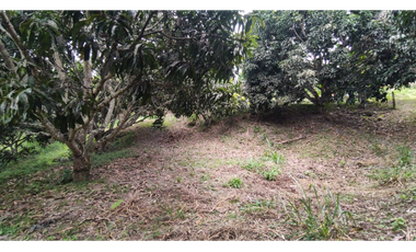 Se vende finca de 6400 M2 en 320 mil en La Mesa Cund, COL
