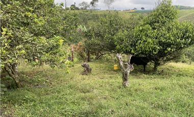 VENTA FINCA FILANDIA QUINDIO
