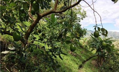 VENTA PERMUTA DE CASA CAMPESTRE EN PIEDECUESTA COD:268