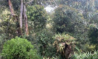 VENTA DE FINCA EN PONTEZUELA