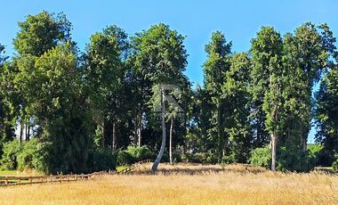 HERMOSA PARCELA CON PRADERA Y BOSQUE EN LOMAS DEL SUR