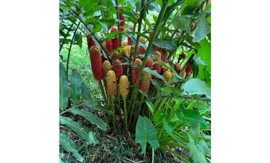 Venta de lote con abundante vegetación en Minca-Santa Marta