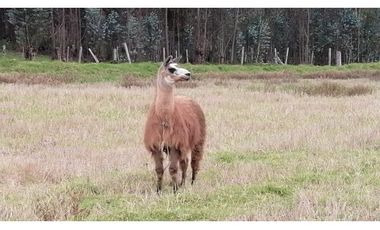 Villa en venta Oicatá