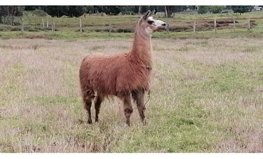 Villa en venta Oicatá