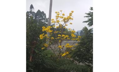 SE VENDE LOTE / CASA LOTE EN SALENTO QUINDO