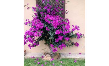 ALQUILO CABAÑAS SECTOR TORDOYA - VILLA DE LEYVA