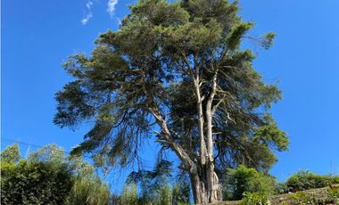 VENTA DE CASA EN PONTEZUELA