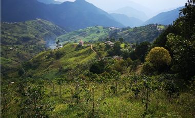 venta de finca en armenia MANTEQUILLA