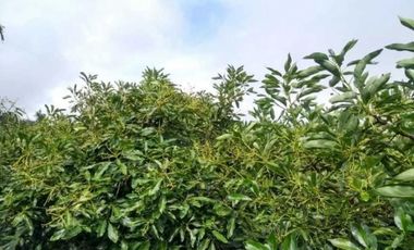VENTA FINCA 5 ha Aguacate Abejorral Antioquia