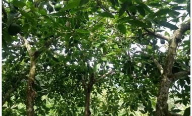 VENTA FINCA 5 ha Aguacate Abejorral Antioquia