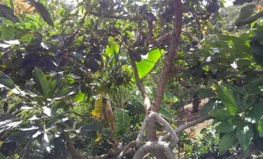 VENTA FINCA 5 ha Aguacate Abejorral Antioquia