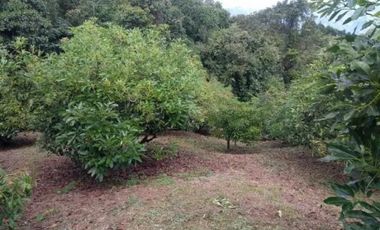 VENTA FINCA 5 ha Aguacate Abejorral Antioquia