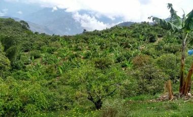 VENTA FINCA 5 ha Aguacate Abejorral Antioquia
