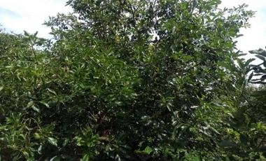 VENTA FINCA 5 ha Aguacate Abejorral Antioquia