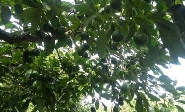 VENTA FINCA 5 ha Aguacate Abejorral Antioquia