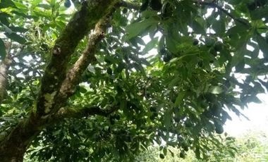 VENTA FINCA 5 ha Aguacate Abejorral Antioquia