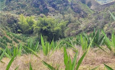 VENTA FINCA EN SAN VICENTE FERRER, ANTIOQUIA