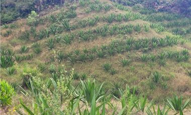 VENTA FINCA EN SAN VICENTE FERRER, ANTIOQUIA