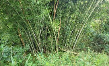 VENTA FINCA EN SAN VICENTE FERRER, ANTIOQUIA