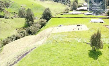 Venta Lote Ovejas Bello