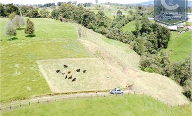 Venta Lote Ovejas Bello