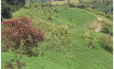 Se vende finca ganadera de 14 cuadras en Filandia Qundio