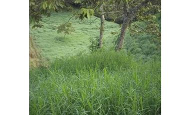 Se vende finca ganadera de 14 cuadras en Filandia Qundio