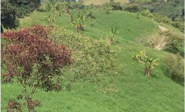 Se vende finca ganadera de 14 cuadras en Filandia Qundio