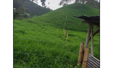 Se vende finca ganadera de 14 cuadras en Filandia Qundio