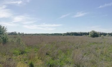 Chacra en Blanco - Venta - Mainque - R003