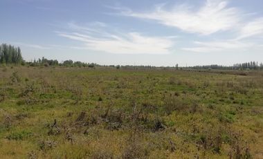 Chacra en Blanco - Venta - Mainque - R003