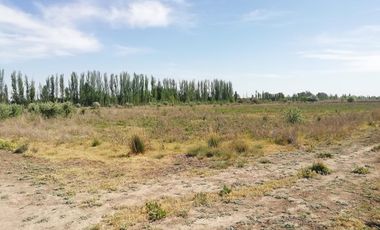 Chacra en Blanco - Venta - Mainque - R003