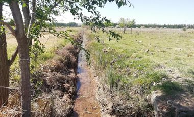 Chacra en Blanco - Venta - Mainque - R003