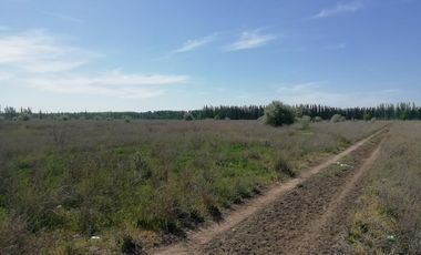 Chacra en Blanco - Venta - Mainque - R003