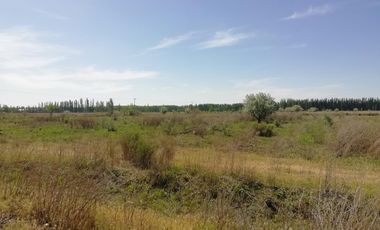 Chacra en Blanco - Venta - Mainque - R003