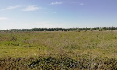 Chacra en Blanco - Venta - Mainque - R003