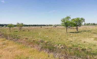 Chacra en Blanco - Venta - Mainque - R003