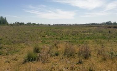 Chacra en Blanco - Venta - Mainque - R003