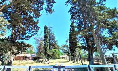 Campo - Carcaraña