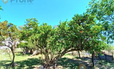 Campo - Carcaraña