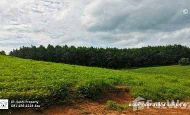 Land for sale in Mae Khao Tom, Chiang Rai