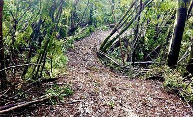 Parcela en Venta en Camino a Cucao Km.15, Huillinco rural, comuna de Chonchi