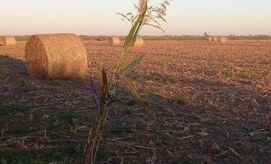 Campo en venta en Ranchos. 47 Has. mixtas