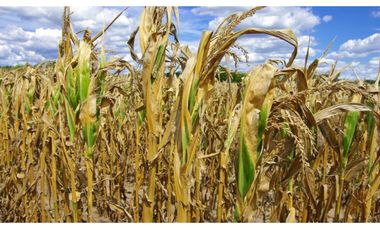 Campo en venta en Ranchos. 47 Has. mixtas