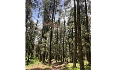 Terreno boscoso en Venta en Pueblo Nuevo, cerca de Huasca