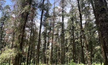 Terreno boscoso en Venta en Pueblo Nuevo, cerca de Huasca