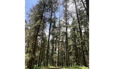 Terreno boscoso en Venta en Pueblo Nuevo, cerca de Huasca