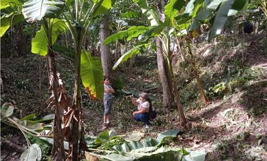 FINCA A LA VENTA CAÑAVERAL PENONOME