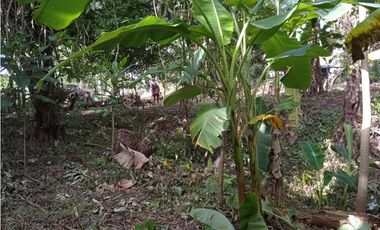 FINCA A LA VENTA CAÑAVERAL PENONOME